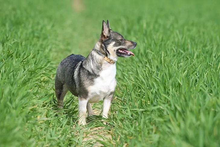 والهوند سوئدی (Swedish Vallhund)