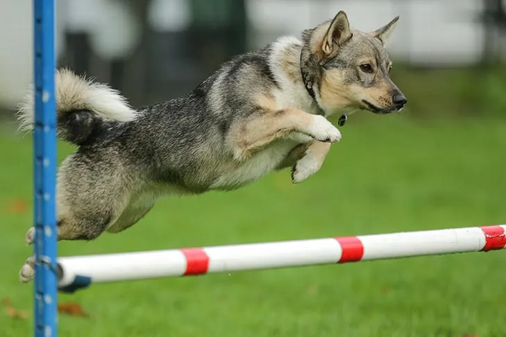 گالری تاریخچه والهوند سوئدی (Swedish Vallhund)