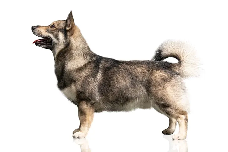 گالری تاریخچه والهوند سوئدی (Swedish Vallhund)