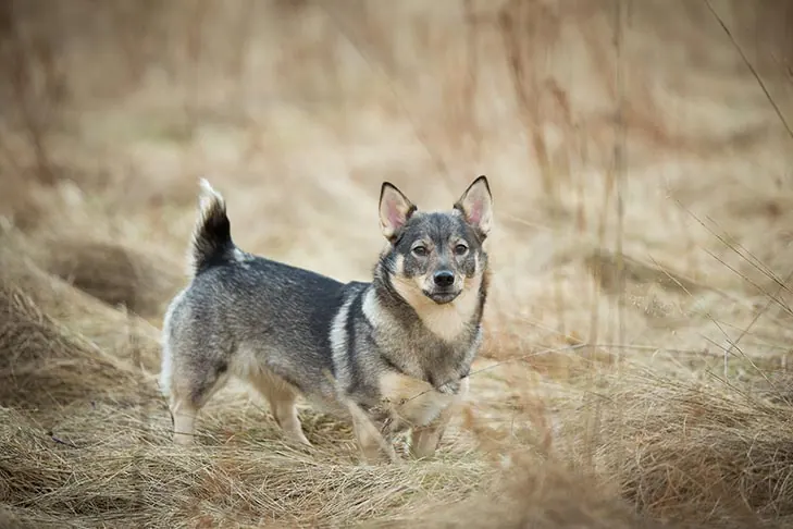 گالری تاریخچه والهوند سوئدی (Swedish Vallhund)