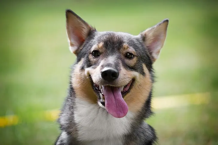 گالری تاریخچه والهوند سوئدی (Swedish Vallhund)