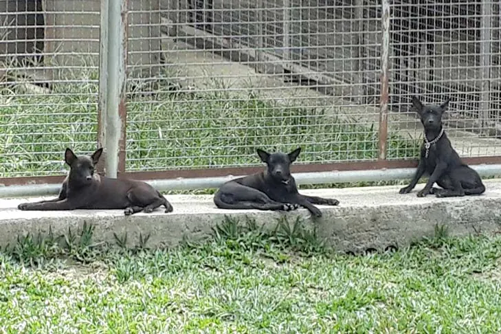 سگ تایوانی (Taiwan Dog)