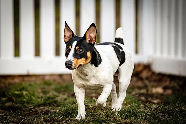 تدی روزولت تریر (Teddy Roosevelt Terrier)