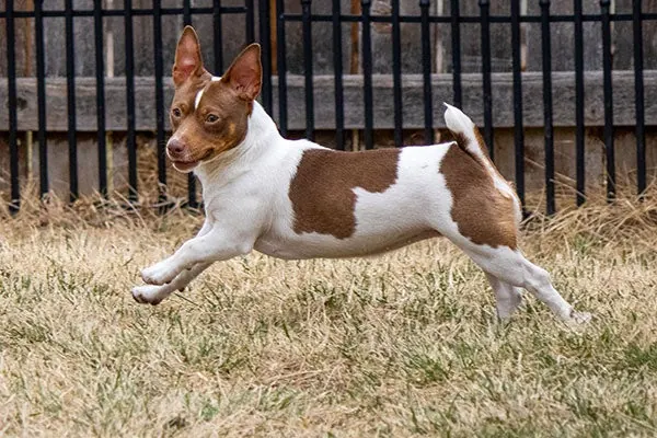Teddy Roosevelt Terrier