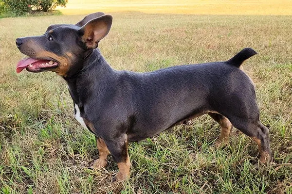 تدی روزولت تریر (Teddy Roosevelt Terrier)