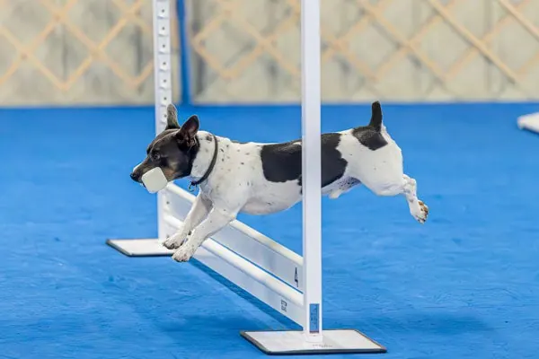 گالری تاریخچه تدی روزولت تریر (Teddy Roosevelt Terrier)
