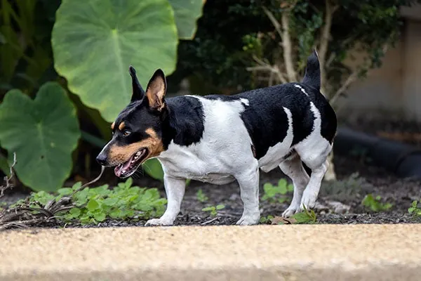 گالری تاریخچه تدی روزولت تریر (Teddy Roosevelt Terrier)