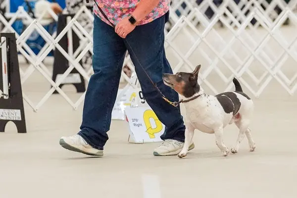 گالری تاریخچه تدی روزولت تریر (Teddy Roosevelt Terrier)