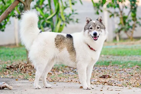 تای بانگکائو (Thai Bangkaew)