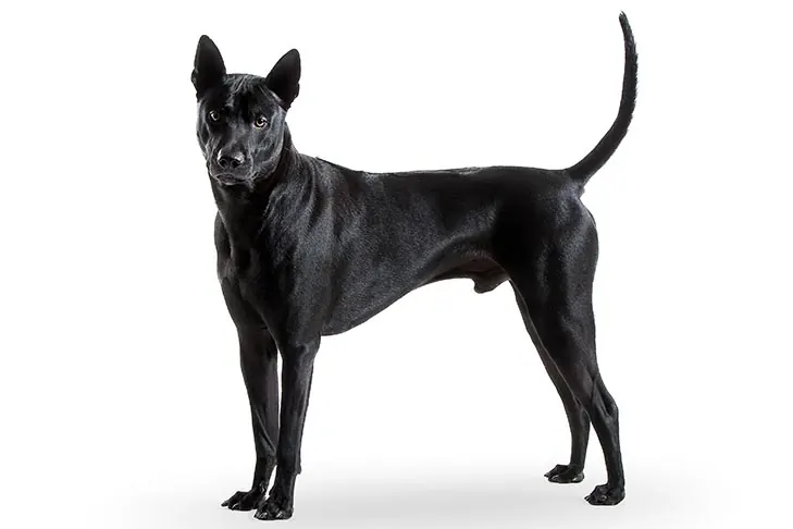 تای ریجبک (Thai Ridgeback)