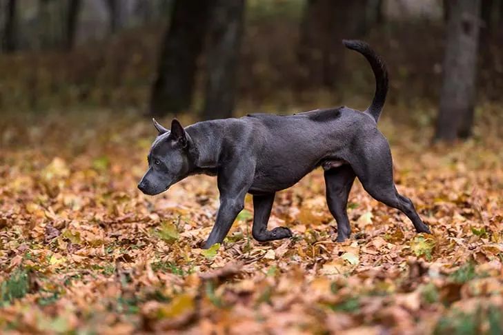 تای ریجبک (Thai Ridgeback)
