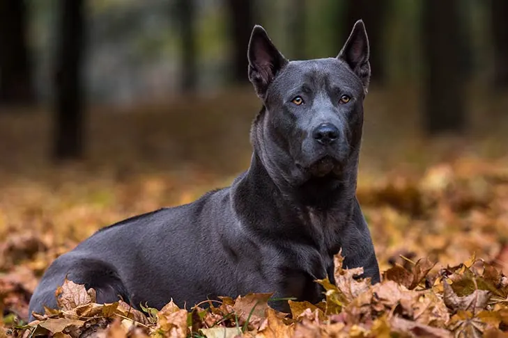 گالری تاریخچه تای ریجبک (Thai Ridgeback)