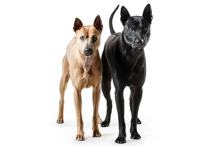 گالری تاریخچه تای ریجبک (Thai Ridgeback)