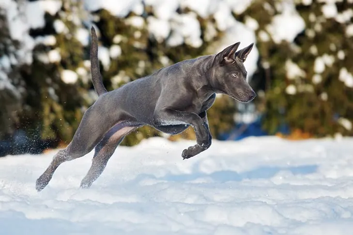 گالری تاریخچه تای ریجبک (Thai Ridgeback)