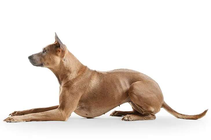 گالری تاریخچه تای ریجبک (Thai Ridgeback)