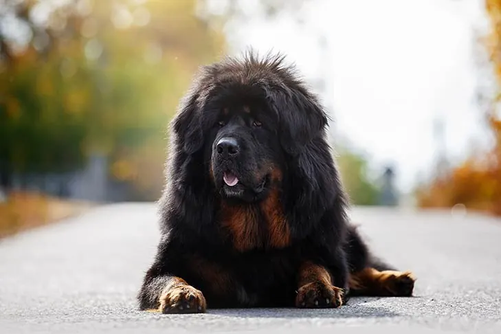تبتن ماستیف (Tibetan Mastiff)