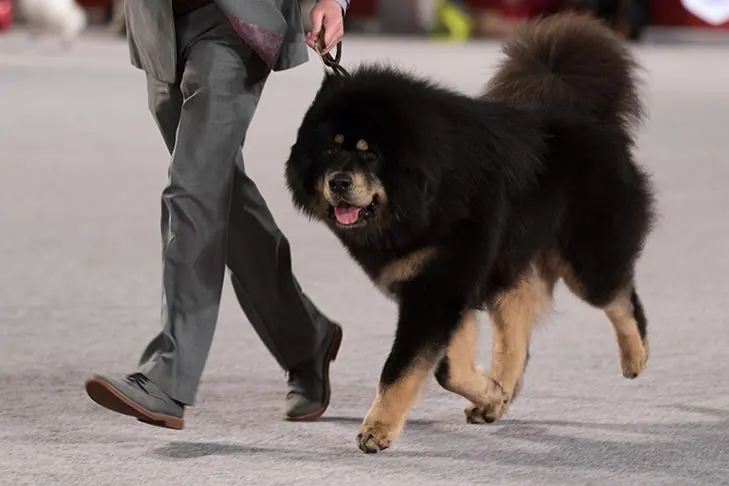 Tibetan Mastiff