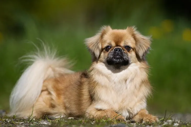 اسپانیل تبتی (Tibetan Spaniel)