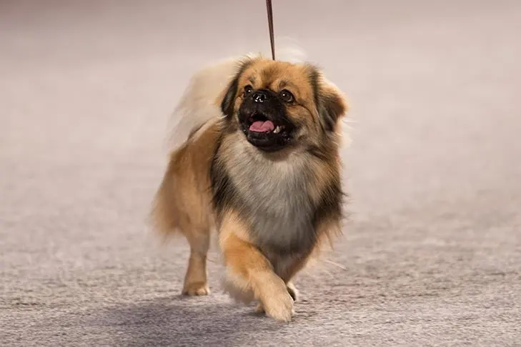 Tibetan Spaniel