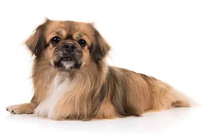اسپانیل تبتی (Tibetan Spaniel)