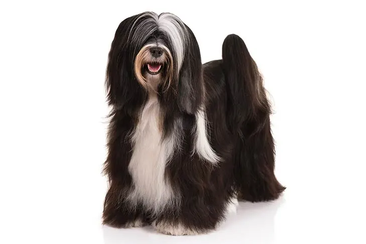 تریر تبتی (Tibetan Terrier)