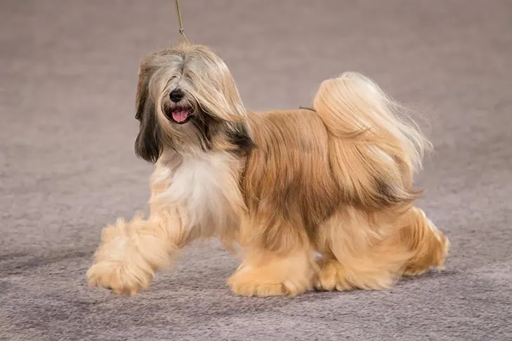 Tibetan Terrier
