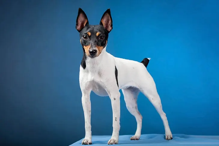 توی فاکس تریر (Toy Fox Terrier)