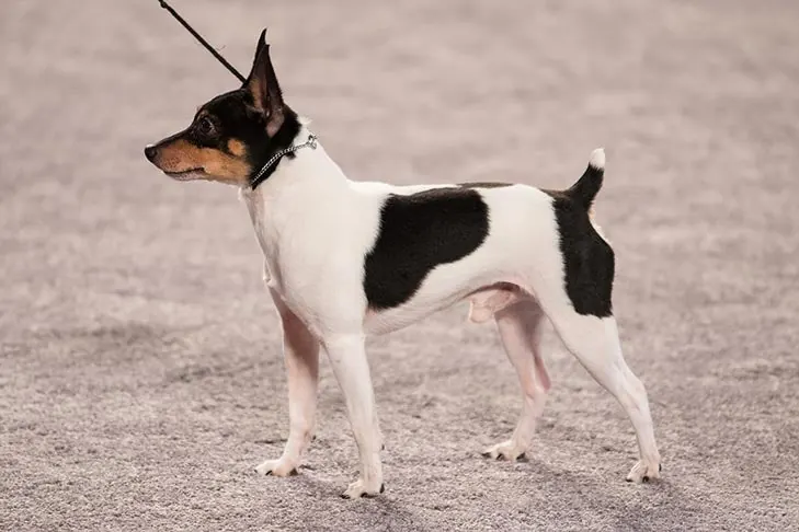 Toy Fox Terrier