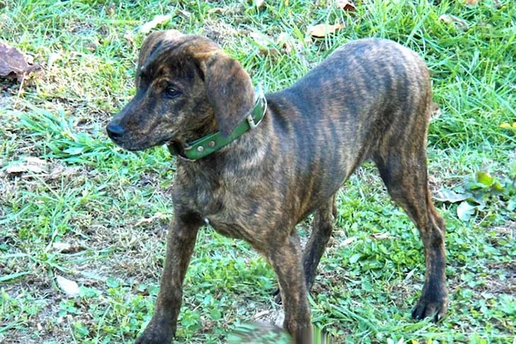 تریینگ تنسی بریندل (Treeing Tennessee Brindle)