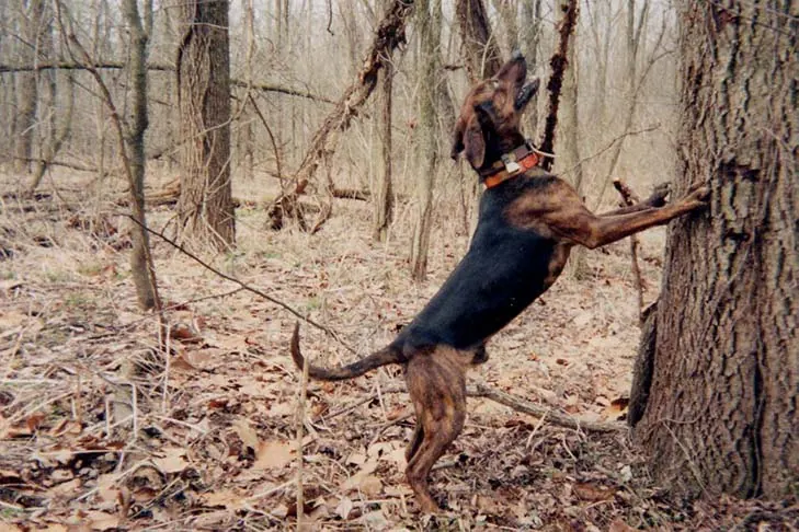تریینگ تنسی بریندل (Treeing Tennessee Brindle)