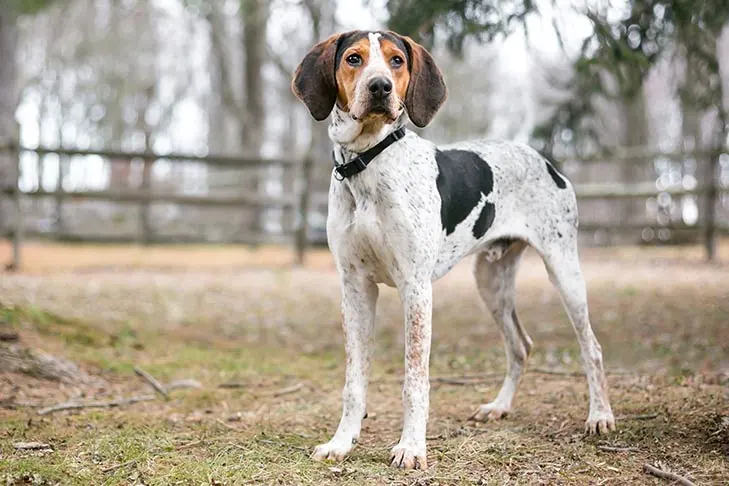 تریینگ واکر کونهاوند (Treeing Walker Coonhound)