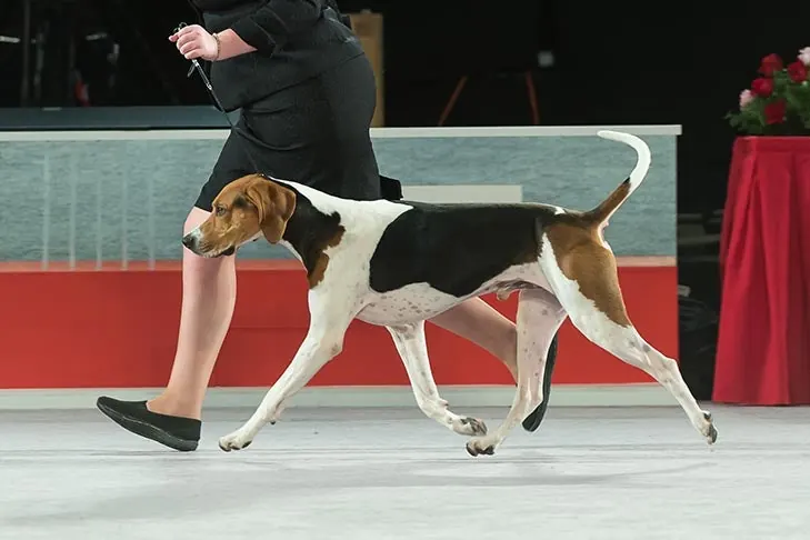 Treeing Walker Coonhound