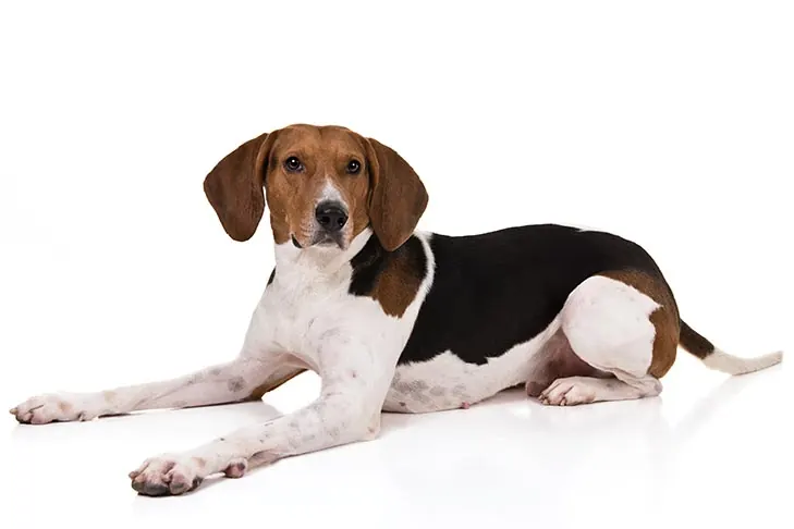 تریینگ واکر کونهاوند (Treeing Walker Coonhound)