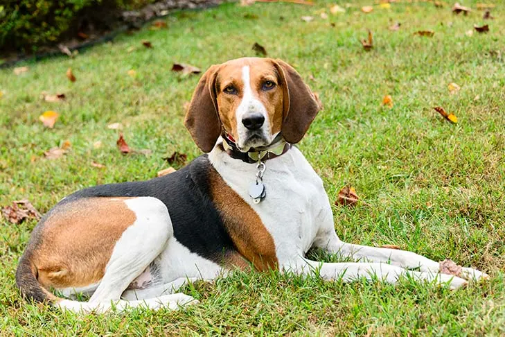 گالری تاریخچه تریینگ واکر کونهاوند (Treeing Walker Coonhound)