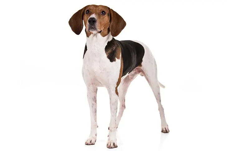 گالری تاریخچه تریینگ واکر کونهاوند (Treeing Walker Coonhound)