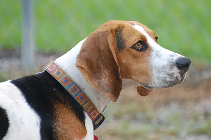 گالری تاریخچه تریینگ واکر کونهاوند (Treeing Walker Coonhound)