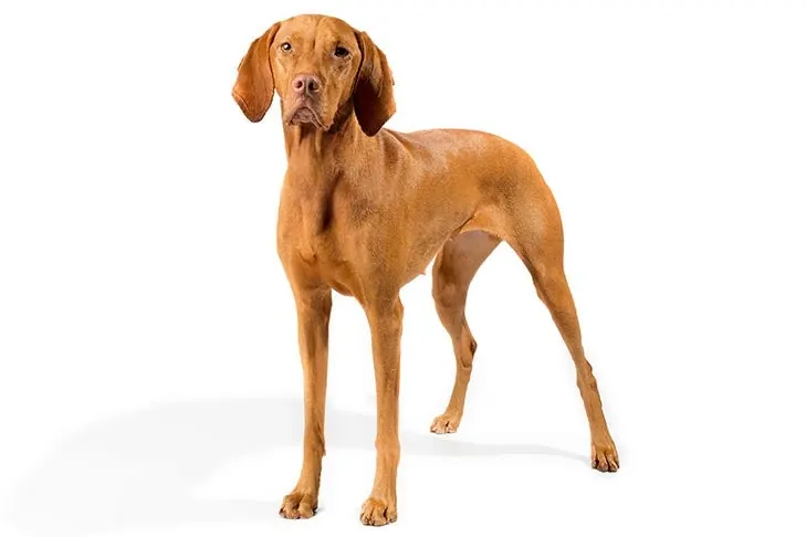 ویزلا (Vizsla)