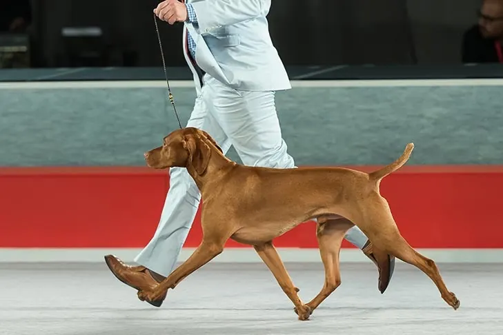 Vizsla