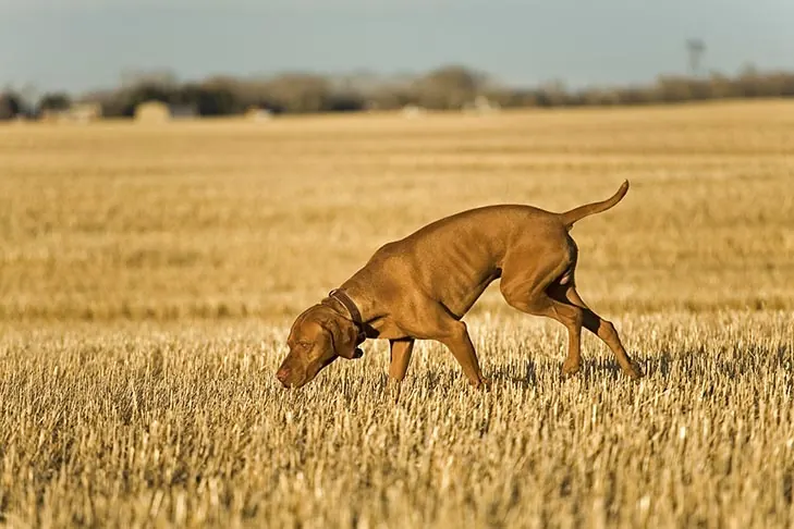 ویزلا (Vizsla)