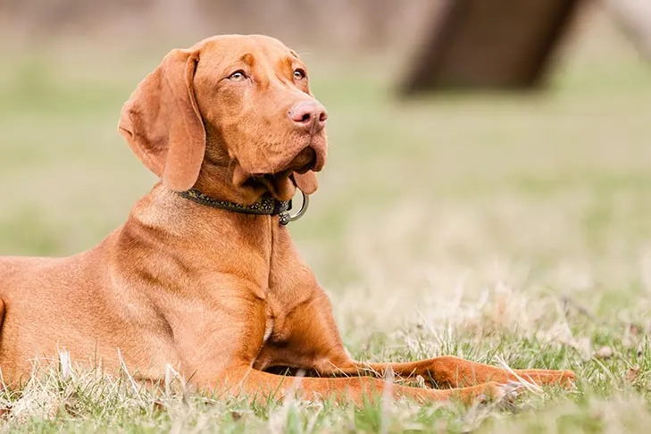 گالری تاریخچه ویزلا (Vizsla)