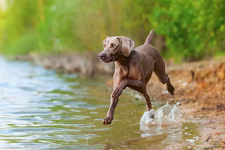 وایمارانر (Weimaraner)