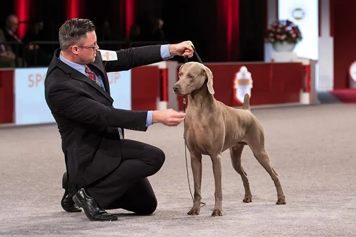 Weimaraner