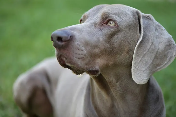 وایمارانر (Weimaraner)