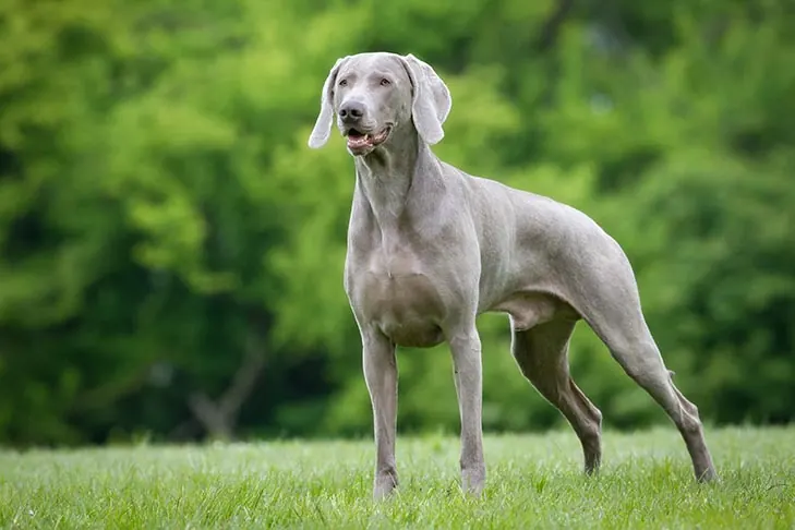 گالری تاریخچه وایمارانر (Weimaraner)