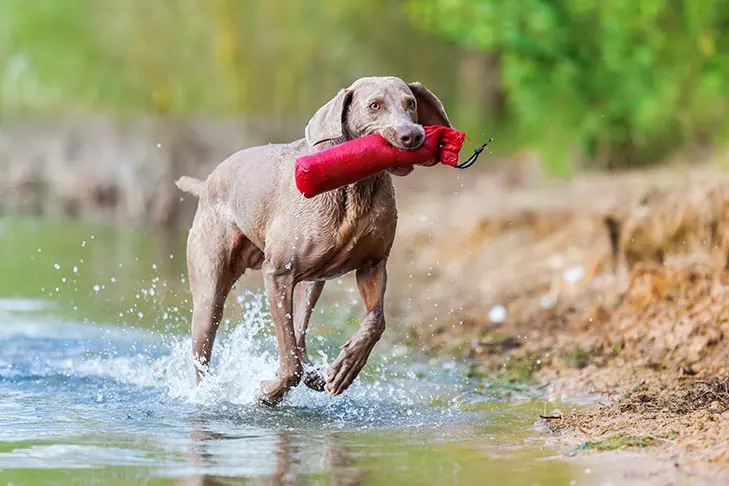 گالری تاریخچه وایمارانر (Weimaraner)