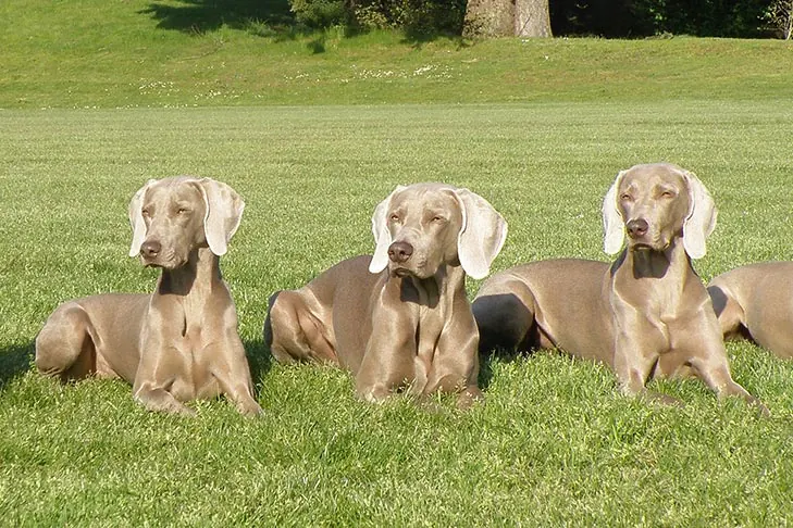 گالری تاریخچه وایمارانر (Weimaraner)