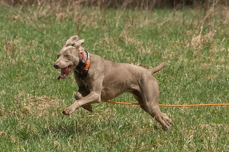 گالری تاریخچه وایمارانر (Weimaraner)
