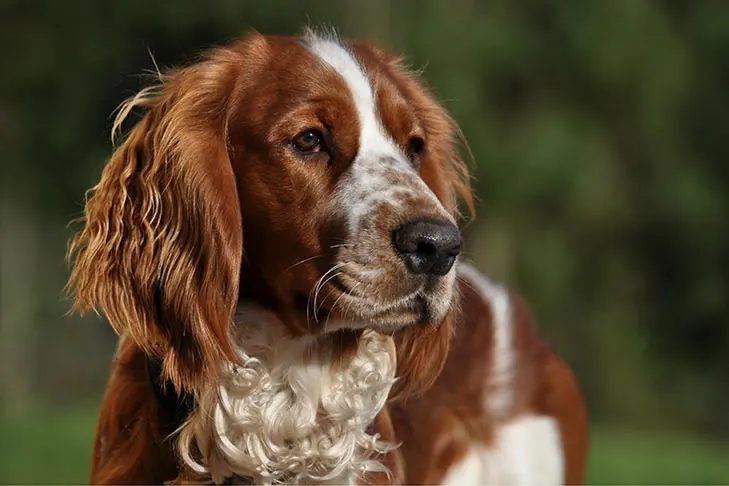 ولش اسپرینگر اسپانیل (Welsh Springer Spaniel)
