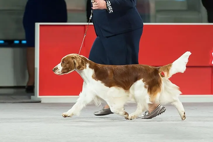Welsh Springer Spaniel