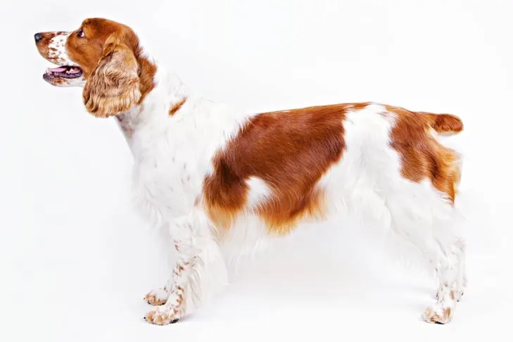 ولش اسپرینگر اسپانیل (Welsh Springer Spaniel)